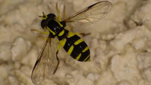 Réf. 274 885 : Philhelius sp.